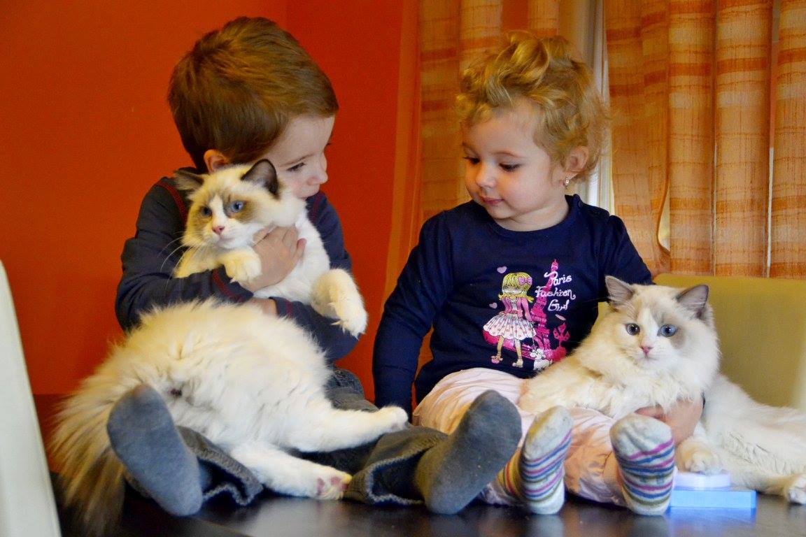 /images/Galeria/Cicák-gyerekek (Cats&Chirldren)/13913731_285122018522166_6826232698076067217_o.jpg